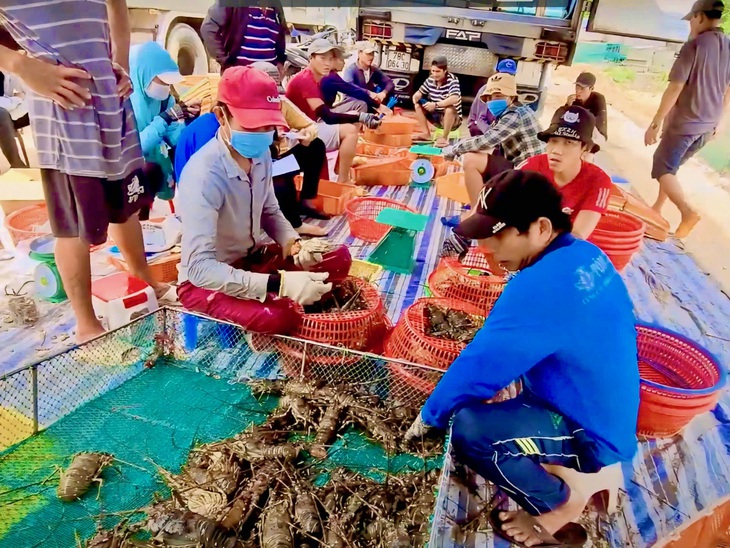 Dân nuôi tôm hùm điêu đứng vì Trung Quốc chỉ mua tôm nhỏ - Ảnh 1.
