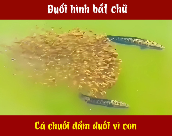 Câu tục ngữ, thành ngữ 'khó nhằn' này là gì? (P67) - Ảnh 1.