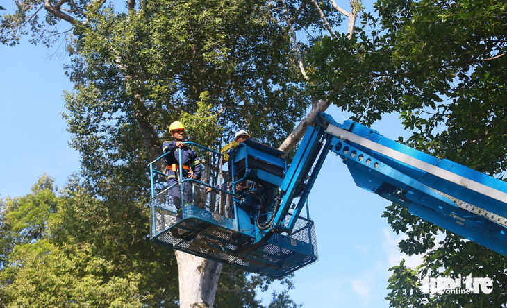 Chăm sóc cây lâu năm trong đô thị: tưởng dễ nhưng không dễ - Ảnh 1.