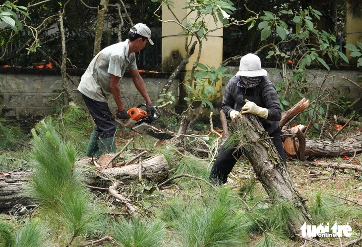 Người Đà Lạt tiếc nuối hàng thông cổ thụ nội ô phải bị chặt hạ để mở rộng đường - Ảnh 1.