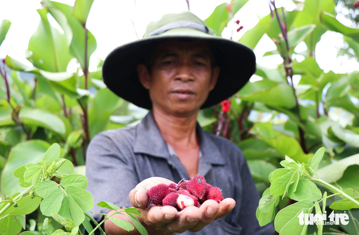 Trồng dược liệu dưới tán cây rừng giúp bảo tồn cây thuốc quý, tạo sinh kế bền vững cho người dân - Ảnh 8.