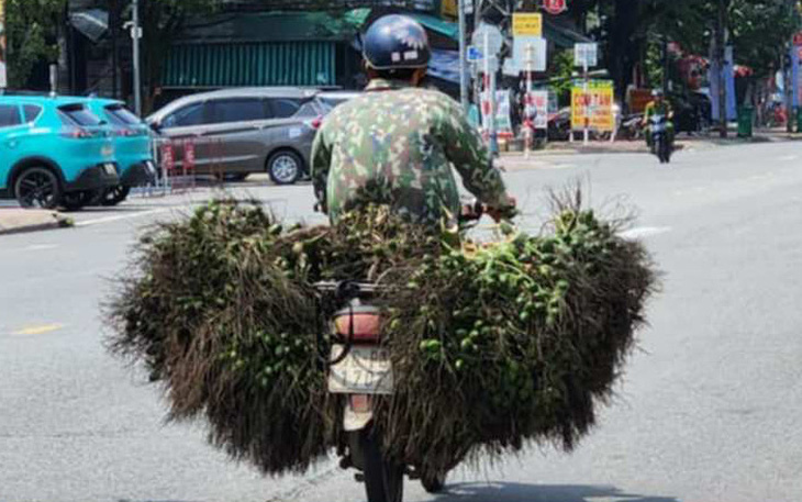 Vi sao Trung Quốc thu mua cau non của Việt Nam giá cao? - Ảnh 6.