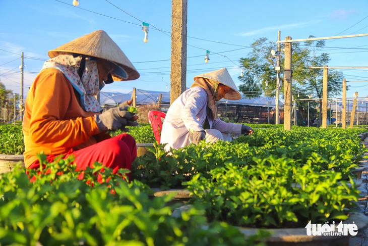 Làng hoa lớn nhất Đà Nẵng chong đèn xuyên đêm bước vào vụ hoa Tết