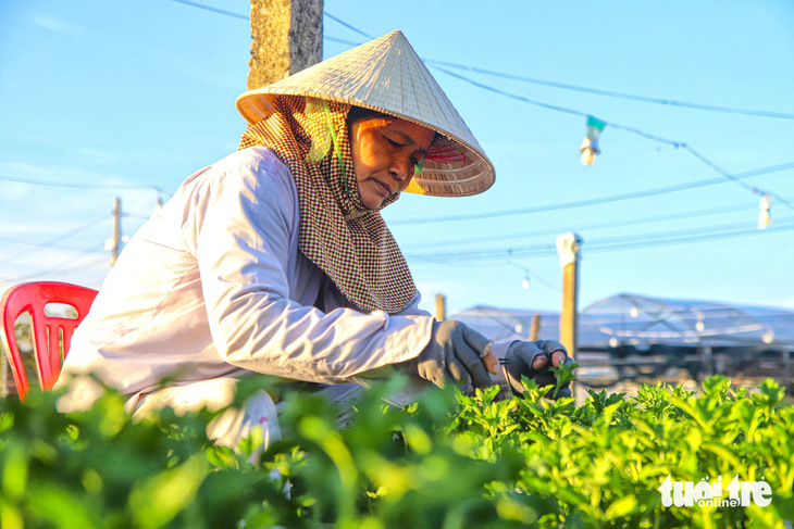 Làng hoa lớn nhất Đà Nẵng chong đèn xuyên đêm bước vào vụ hoa Tết