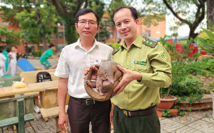 Liên tiếp phát hiện tê tê Java 'đi lạc' ở quận 12, Kiểm lâm TP.HCM khuyến cáo - Ảnh 4.