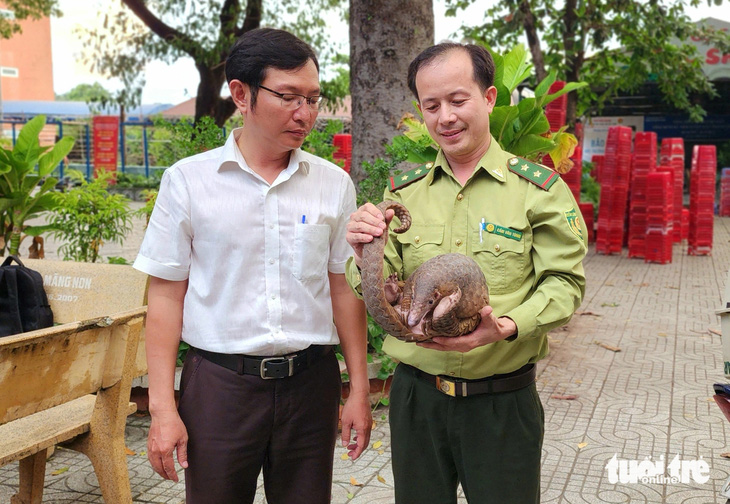 Liên tiếp phát hiện tê tê Java 'đi lạc' ở quận 12, Kiểm lâm TP.HCM khuyến cáo - Ảnh 2.