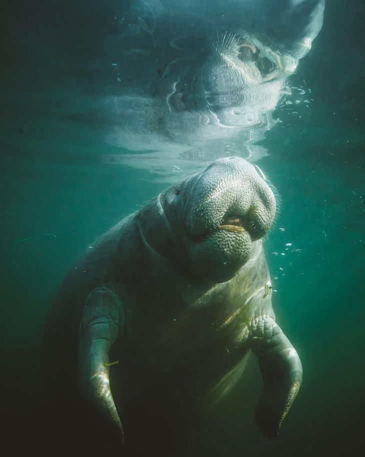 manateelr-17300985575191988875591.jpeg