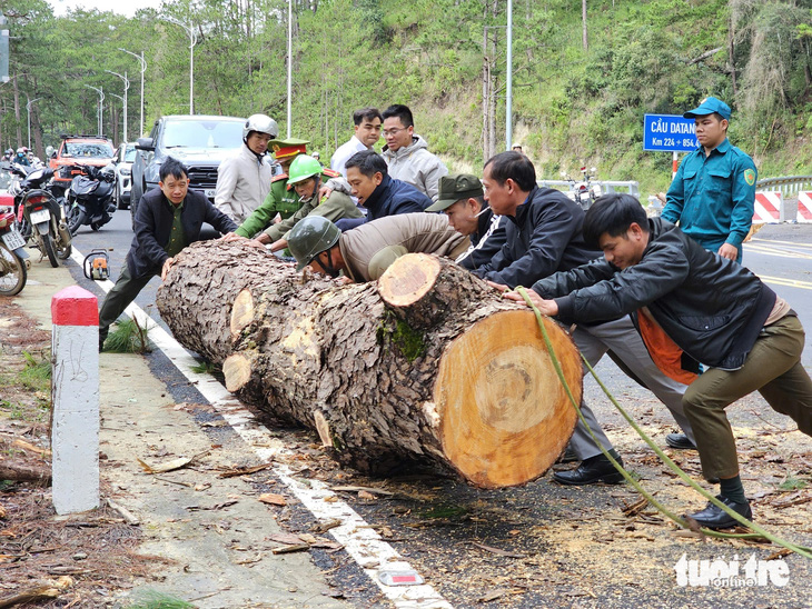 Cây thông cổ thụ đổ chắn ngang đèo Prenn Đà Lạt - Ảnh 1.