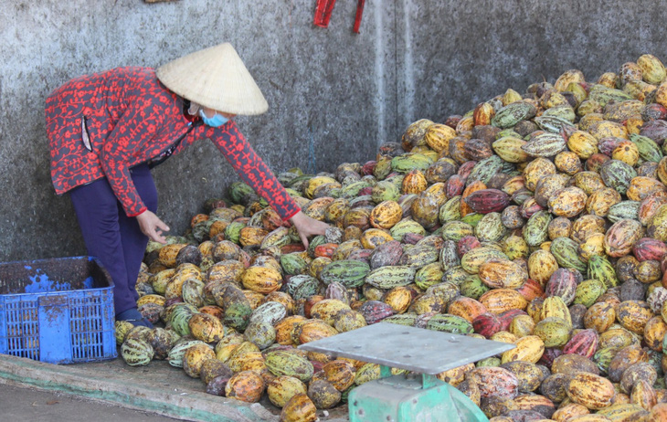 Giá ca cao cao kỷ lục vẫn không đủ để mua, nhiều doanh nghiệp bánh kẹo gặp khó - Ảnh 1.