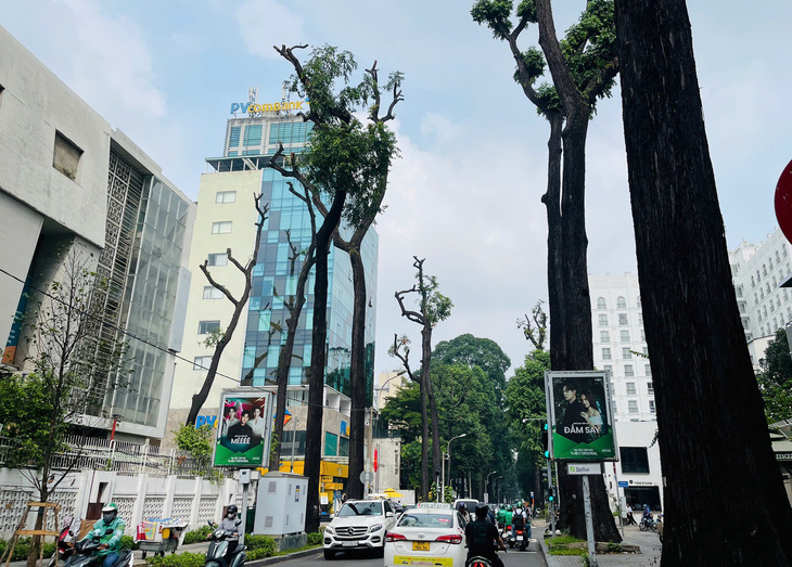 Chuyên gia Singapore: Chúng tôi cũng phải tìm phương án giảm cây xanh ngã đổ - Ảnh 1.