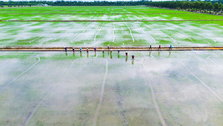 Tỉ phú đồng lúa 500ha - Ảnh 1.