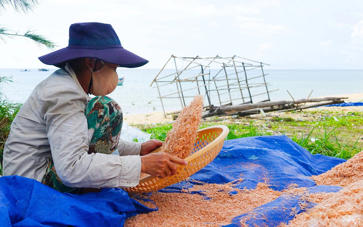 Cá trích về, dân Phú Quốc được mùa ‘ăn nên làm ra’ - Ảnh 10.