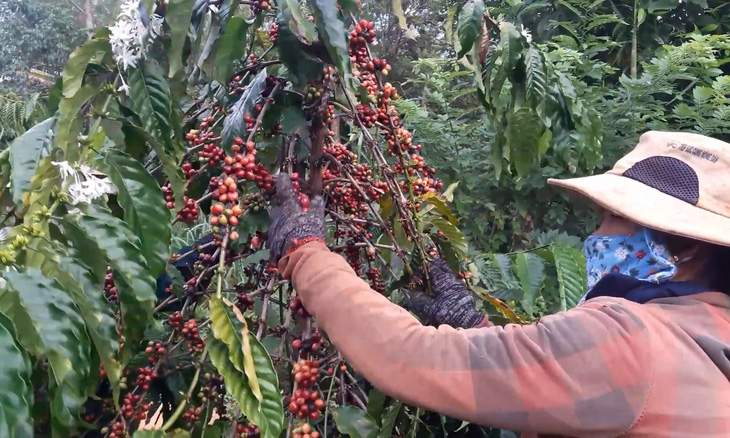 Lo ngại giá giảm, nông dân đua nhau bán cà phê tươi - Ảnh 1.