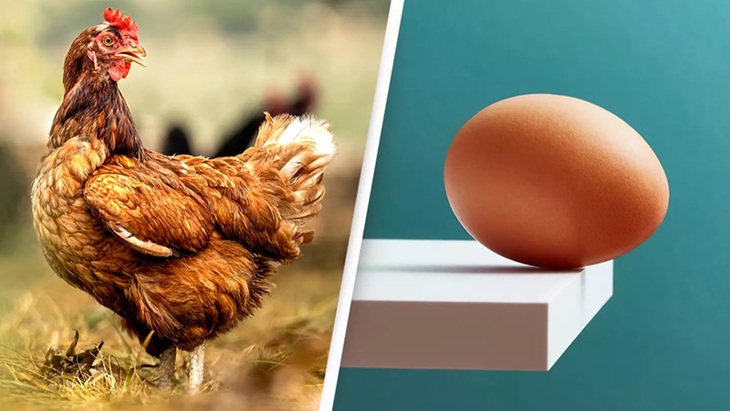 Trứng hay con gà, cái nào có trước? - Ảnh 1.
