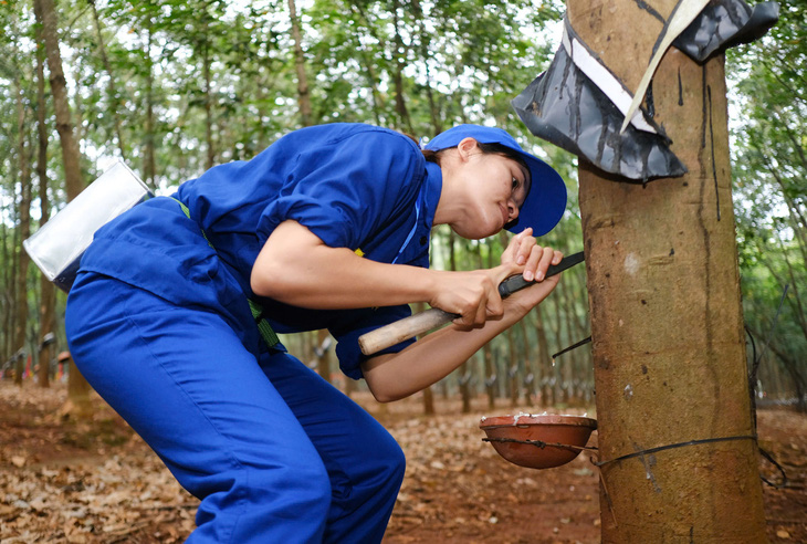 Anh Nguyễn Văn Nam giành giải Bàn tay vàng cạo mủ cao su Binh đoàn 15 - Ảnh 4.