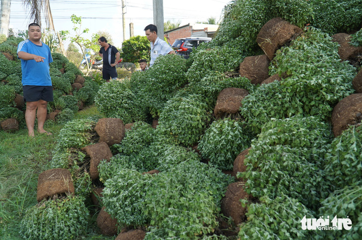 Thực hư chuyện nhà vườn nhổ bỏ hoa tết tại Bến Tre   - Ảnh 1.