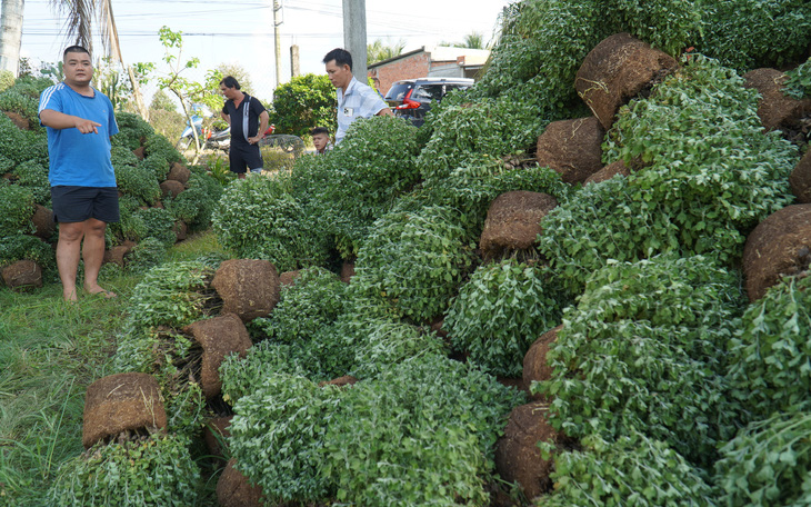 Việc nhổ bỏ cúc mâm xôi chậm ra bông ở Bến Tre thể hiện sự năng động của nhà vườn? - Ảnh 3.