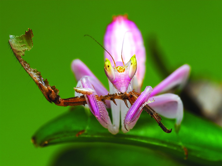 Thiên nhiên hoang dã Việt Nam qua ống kính macro: Bọ ngựa phong lan - là bóng hay là hình? - Ảnh 1.