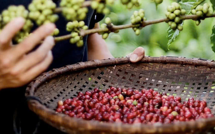 Giá cà phê có tăng lại sau khi quay đầu giảm sốc? - Ảnh 4.