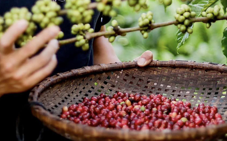 An Giang mang cá tra, mật thốt nốt... đến TP.HCM để quảng bá, 'trải  chiếu' mời gọi đầu tư - Ảnh 2.