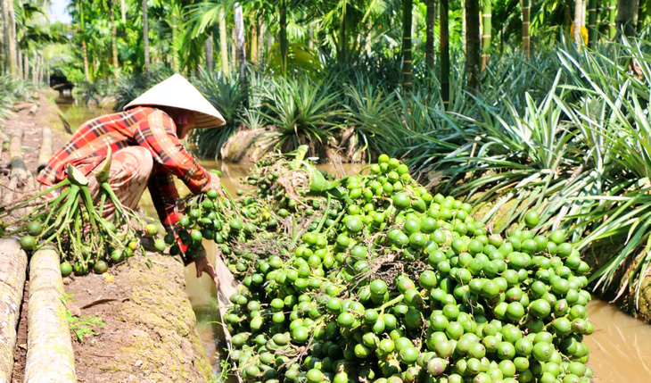 Cau có giá cao, nông dân Kiên Giang hốt bạc - Ảnh 1.