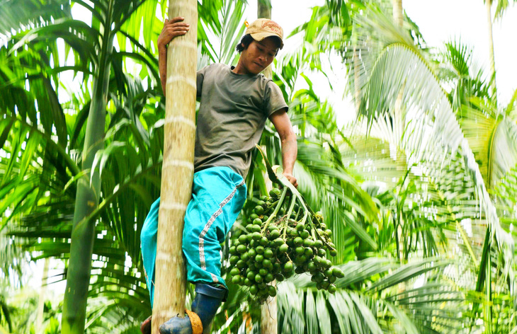 Giá cau 20.000 đồng/kg, nông dân Kiên Giang phấn khởi hốt bạc - Ảnh 3.