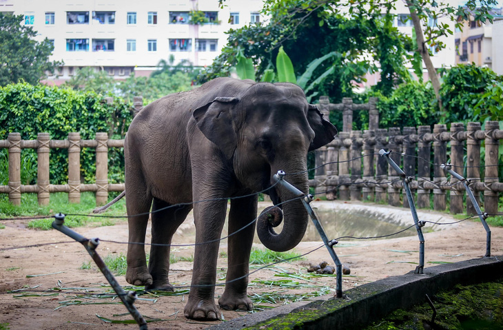 Thảo cầm viên Sai Gòn: Nơi hội tụ động vật quý hiếm và tình yêu của người dân  - Ảnh 7.