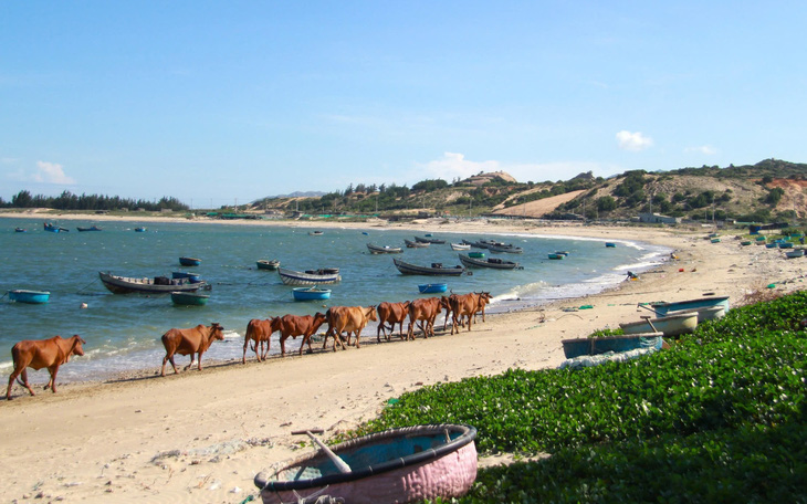 Điện hạt nhân Ninh Thuận: Người dân đồng tình, mong sớm an cư và được hỗ trợ sinh kế - Ảnh 5.