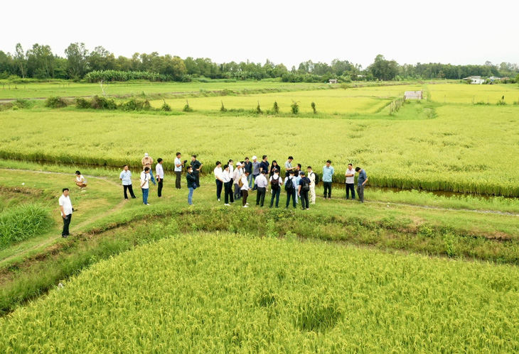 'Cha đẻ' gạo ST25: Luân canh lúa - tôm là mô hình độc, lạ, chưa nước nào làm được - Ảnh 3.