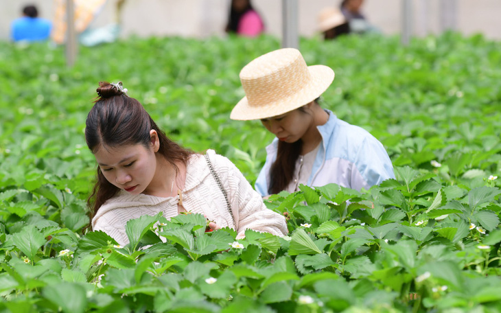 Đà Lạt có thể trở thành hình mẫu về phát triển bền vững - Ảnh 3.