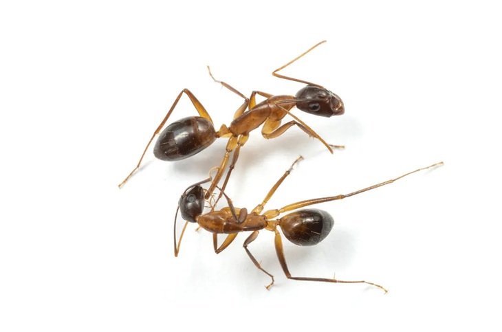 Loài côn trùng nào thông minh nhất? - Ảnh 2.