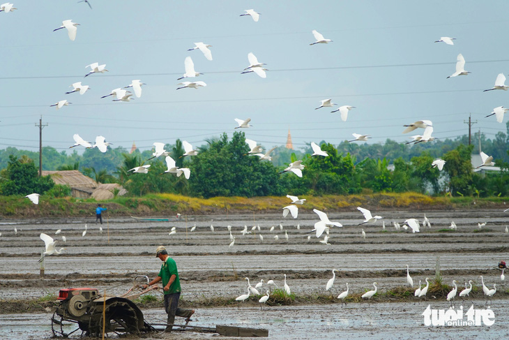 Cò trắng bay rợp đồng lúa Kiên Giang - Ảnh 1.