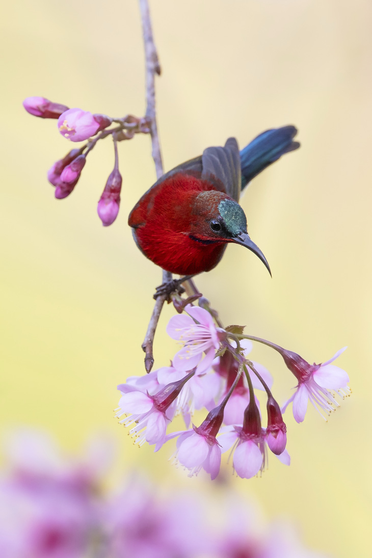 Trào lưu nuôi chim Aviary: Chính quyền ở đâu? - Ảnh 1.