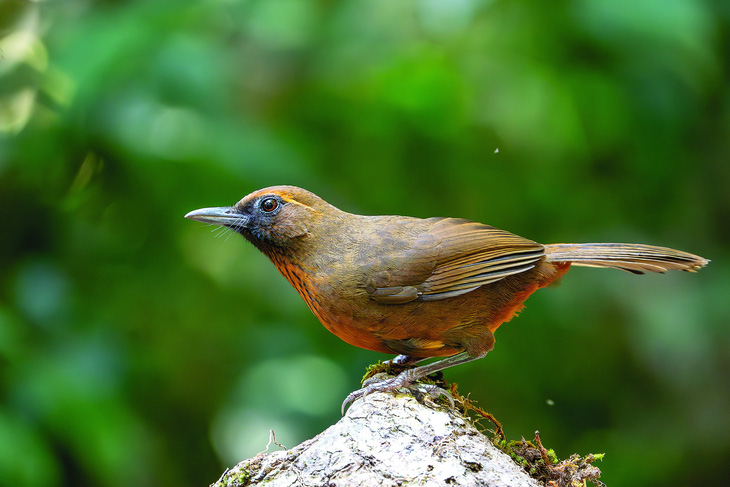 Trào lưu nuôi chim Aviary: Chính quyền ở đâu? - Ảnh 3.