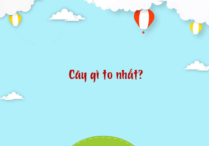 Cây gì to nhất? - Ảnh 1.