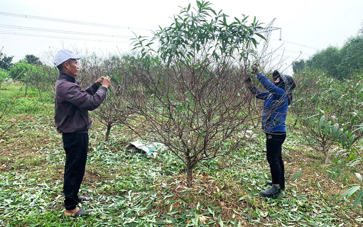 Làng trồng trầu tiến vua sẵn sàng hàng Tết - Ảnh 5.