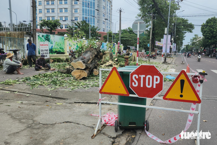 Vì sao hàng cây hoa sữa ở cổng Trường THPT Trần Quốc Tuấn, TP Quảng Ngãi bị chặt hạ - Ảnh 2.