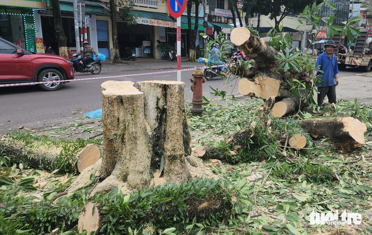 Vì sao hàng cây hoa sữa ở cổng Trường THPT Trần Quốc Tuấn, TP Quảng Ngãi bị đốn hạ - Ảnh 6.