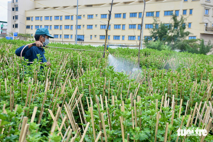 Nhà vườn hối hả phun thuốc sâu cho cúc Tết để 'chạy đua' với... áp thấp nhiệt đới - Ảnh 1.