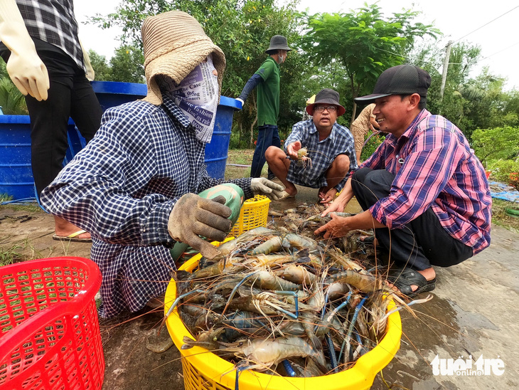 Nông dân miền Tây thắng lớn từ nuôi tôm xen canh ăn Tết - Ảnh 1.