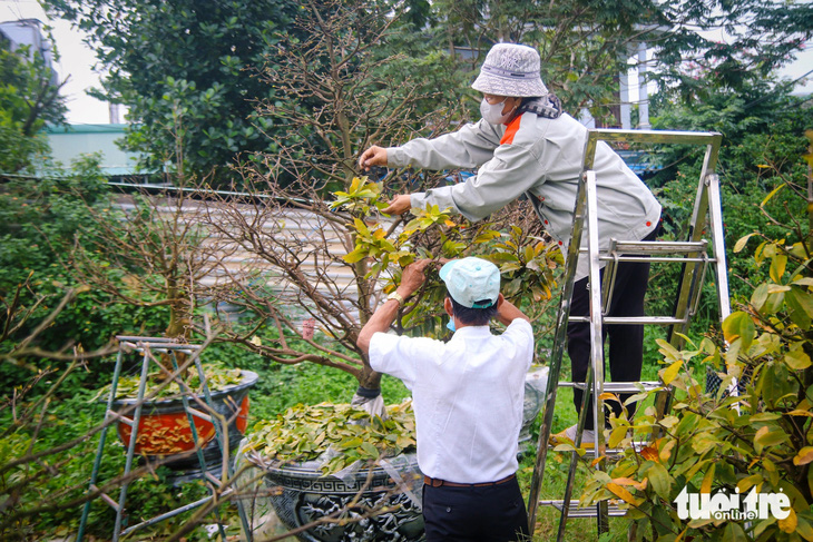 Đà Nẵng mưa lạnh, người trồng mai hối hả lặt lá, lo cây đứng nụ - Ảnh 1.