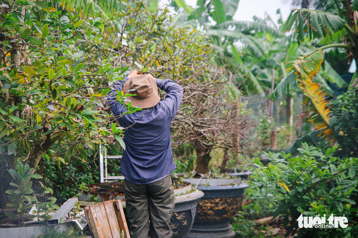 Đà Nẵng mưa lạnh, người trồng mai hối hả lặt lá, lo cây đứng nụ - Ảnh 4.