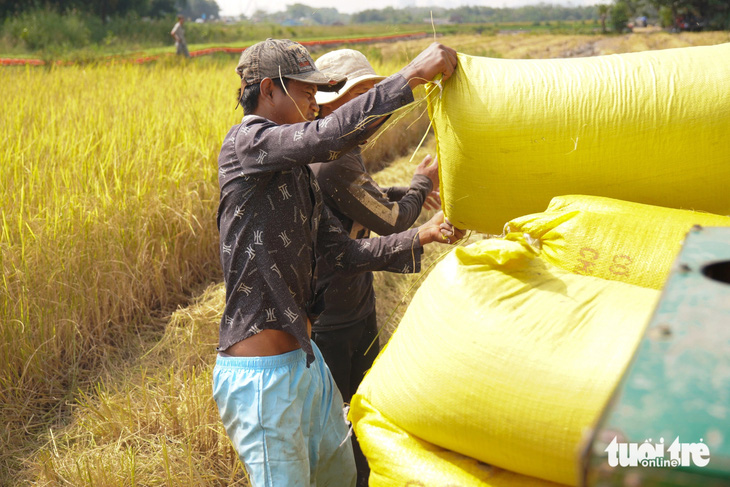 Gặt lúa, bắt chuột đồng cạnh những cao ốc, bên bờ sông Sài Gòn - Ảnh 5.