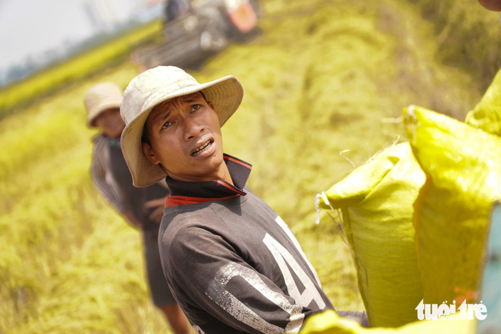 Gặt lúa， bắt chuột đồng cạnh những cao ốc， bên bờ sông Sài Gòn - Ảnh 6.