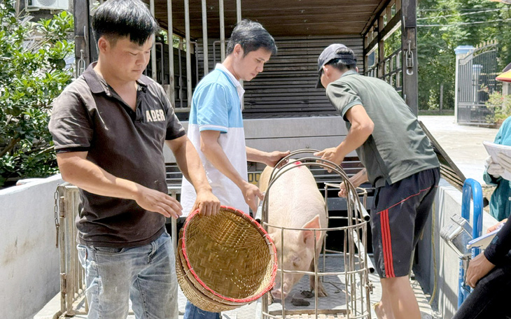 Giá heo hơi có thể tăng lên 70.000 đồng/kg trong dịp Tết  - Ảnh 2.