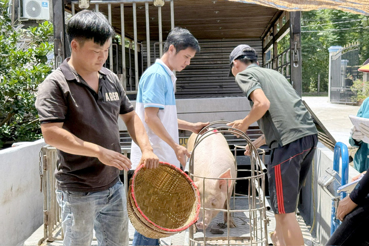 Giá heo hơi tăng nhưng khó sốt giá - Ảnh 1.