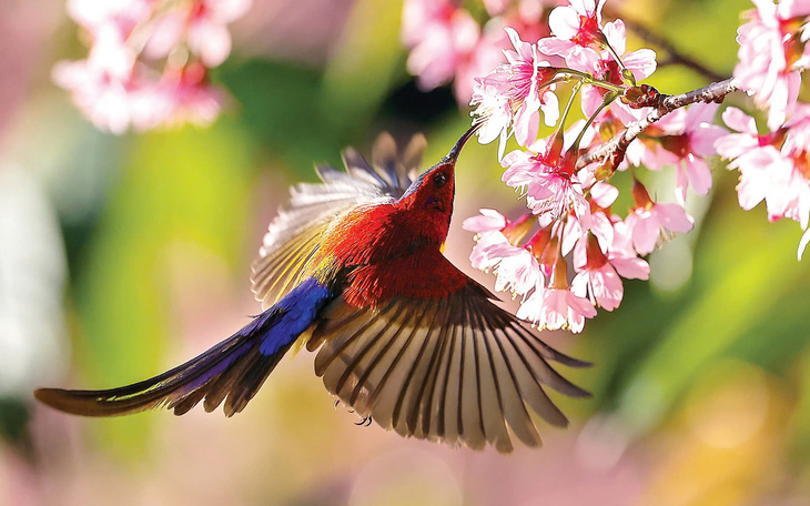 Người dân muốn nuôi chim aviary làm cảnh, kiểm lâm và luật sư khuyến cáo gì? - Ảnh 2.