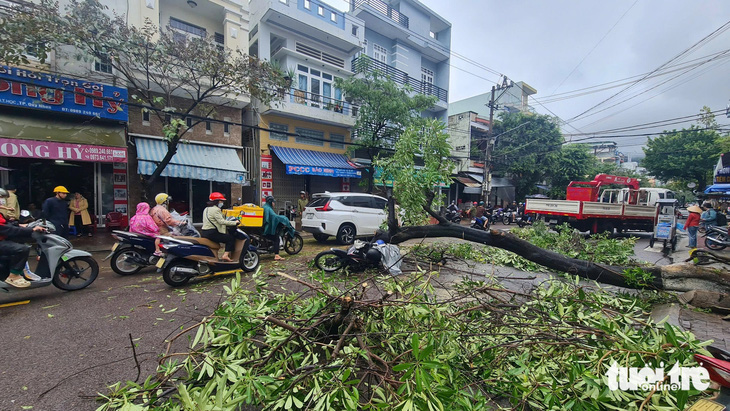 Cây lớn đổ trong mưa, đè trúng người đi đường - Ảnh 3.