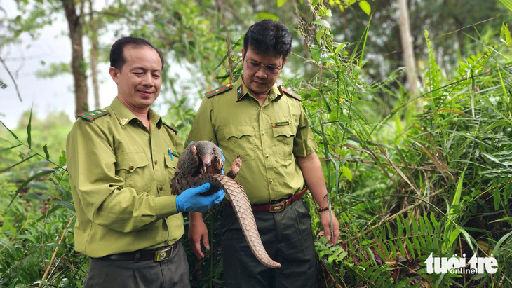 Hành trình về U Minh Thượng của tê tê Java quý hiếm lạc vào trường học ở TP.HCM - Ảnh 17.