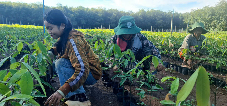 Kỳ tích cao su Việt: Anh linh liệt sĩ và 10.000ha cao su Việt đầu tiên ở Lào - Ảnh 3.